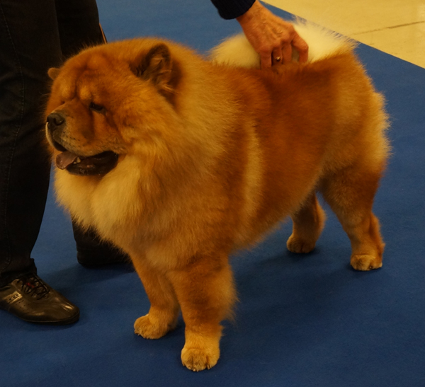 Champ.male 3+Best Dog 4: CH Shi-Yang's Mingd