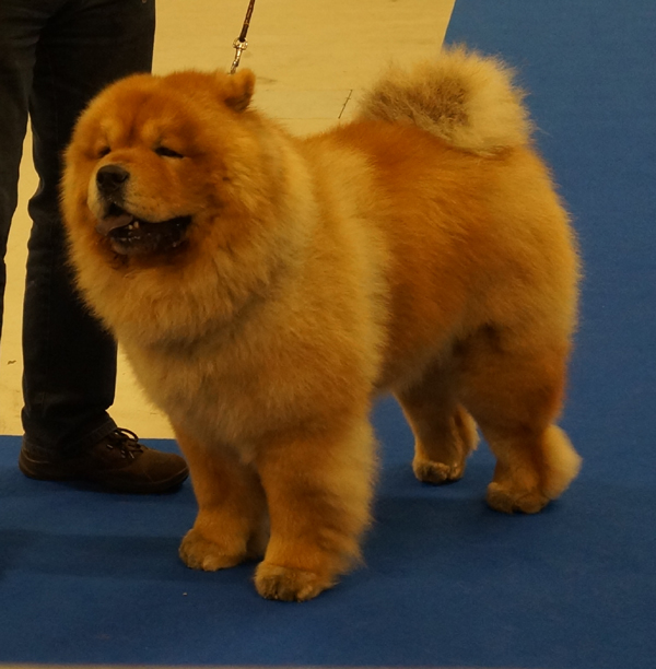 Champ.male 2.+Best male 2: CH Miketilla Monte Carlo 