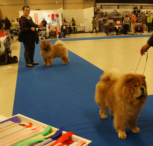 Veteran male 1.(left) Dian Shan Independent Masha 2.Cracker