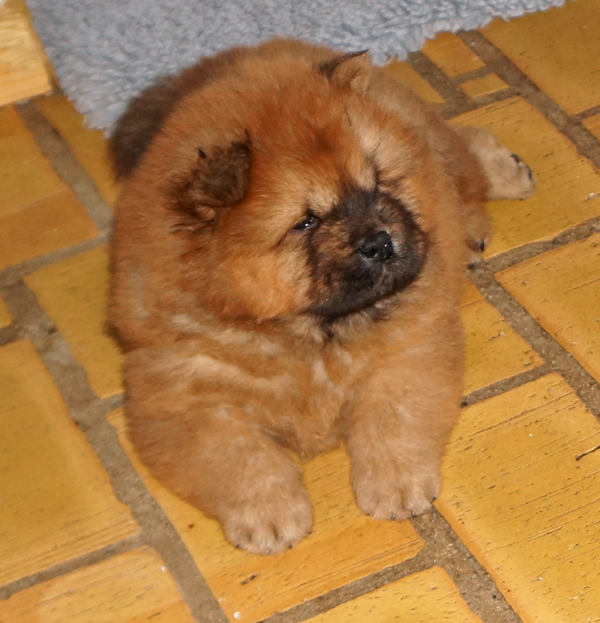Good Day Sunshine - 5 week old