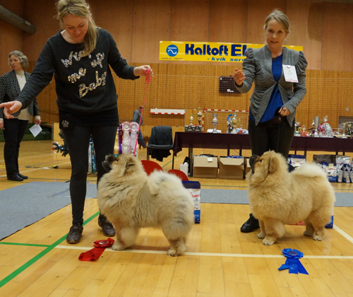 Best Baby: Bon Triumph Ideality - 2nd best Babyfemale: Stagebo's Fortune Cookie