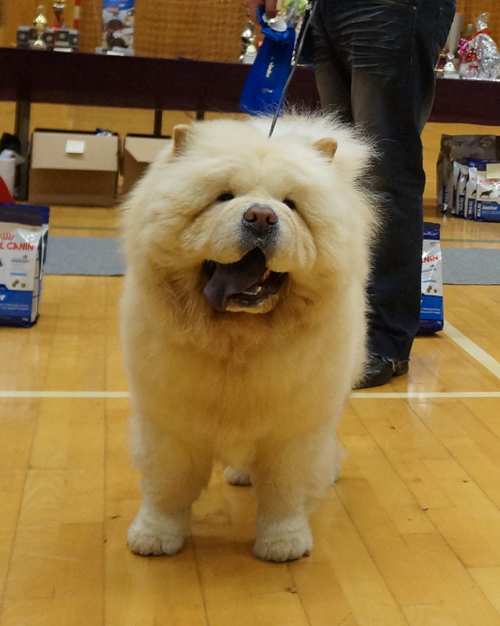 2nd best juniormale: Ba-Tong's Nichos The Noble One