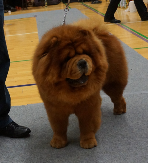 Champ.male 3: CH Gambler Grozio Akcentas