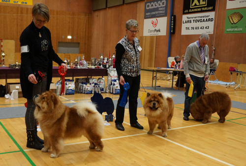 Championmale 1.CH Chan-Lo's From Me To You 2. CH Shi-Yang's Mingdi 3. CH Gambler Grozio Akcentas  