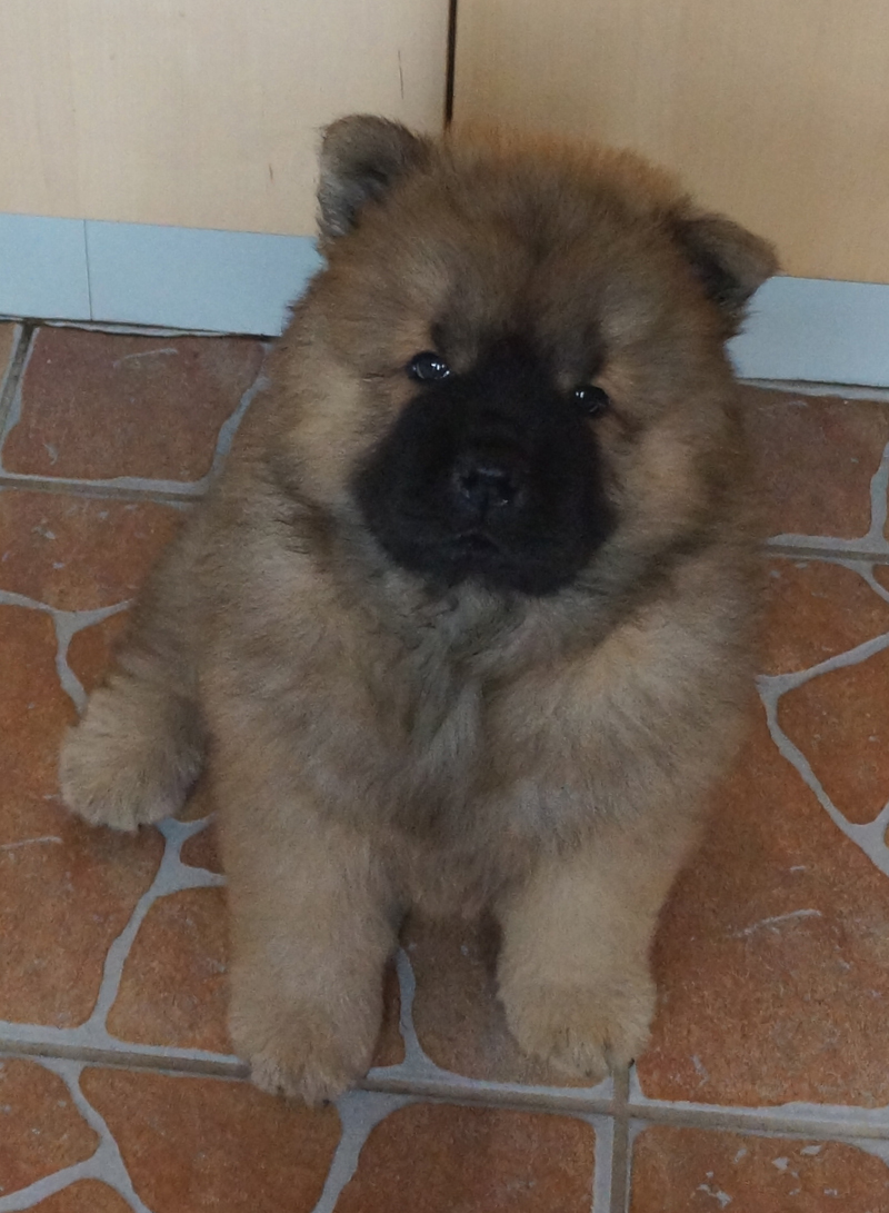 Goodness Gracious-8 week