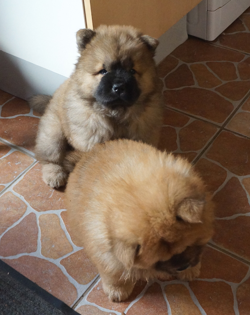 Goodness Gracious-8 week