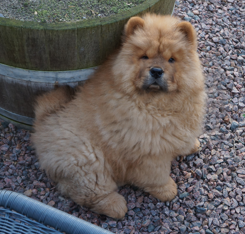Good Day Sunshine-12 week