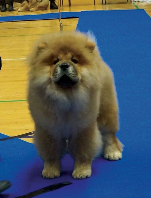 Best baby male: Piuk Chow A Paradise Of Happiness