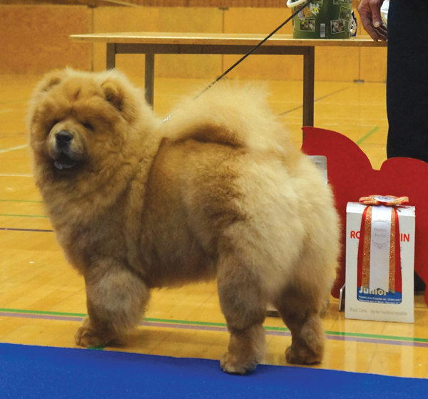 Best puppy: Diamond Suprime Sterlingsheer