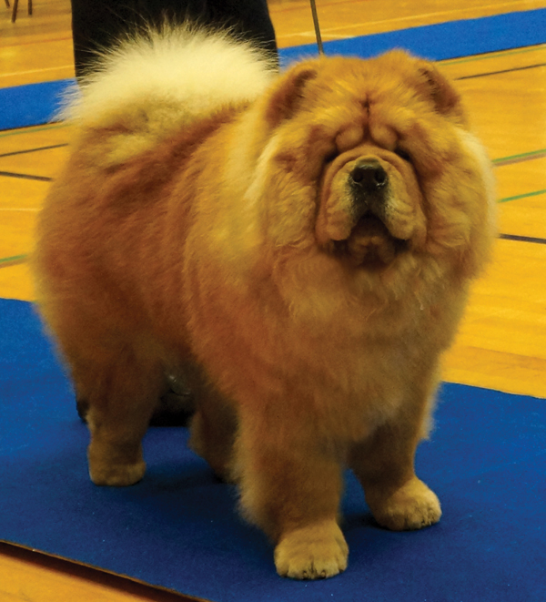 Best junior male 2 with CK: Stagebo's Evening Star