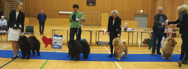 Best male 1+BOS: CH Piuk Chow Possesses Black Passion 2.+Cert: Simauta Dess Messing 3+Jun.Cert: Piuk Chow Paradise A Place On Earth 4.: CH Miketilla Monte Carlo :