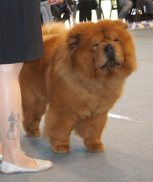 Champ.male (Ex.): CH Have A Nice Day dei Leoni Imperiali