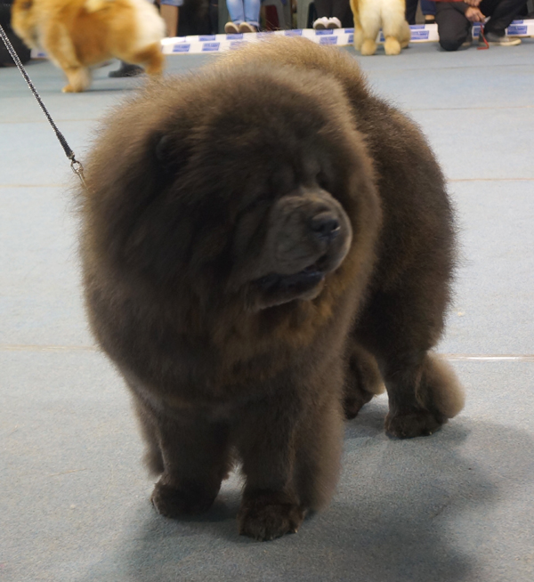 Champ.male (Ex.): CH Guci Liuto Guolis
