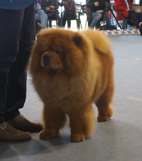 Champ.male 1+BOS: CH Heart Mind Fire dei Leoni Imperiali