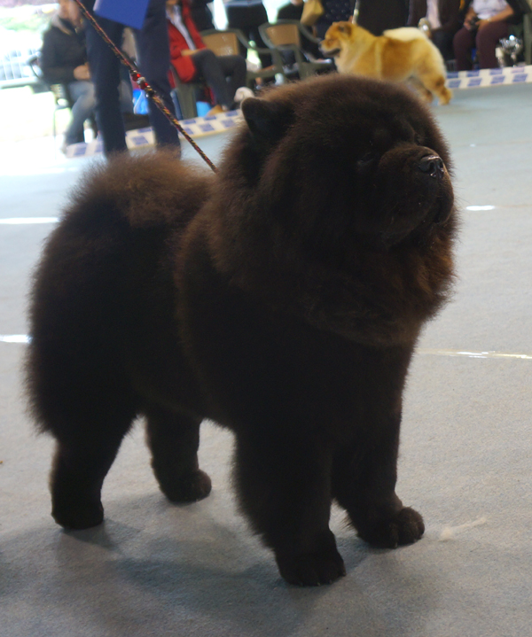 Champ.male (Ex): CH Long Feng Captain Jack Sparrow