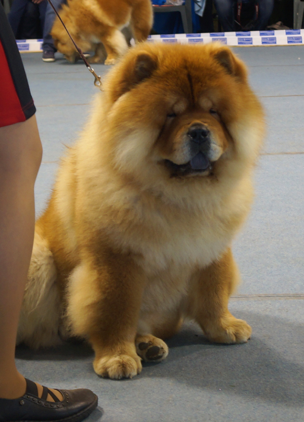 Champ.male (Ex): CH King Of Egypt De Los Perros De Bigo