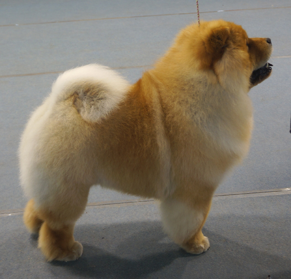 Champ.male 4: CH Bon Triumph Gucci By Gucci