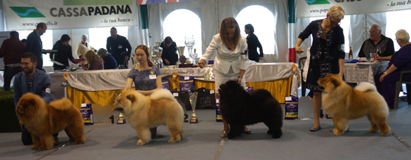Champion males 1-4