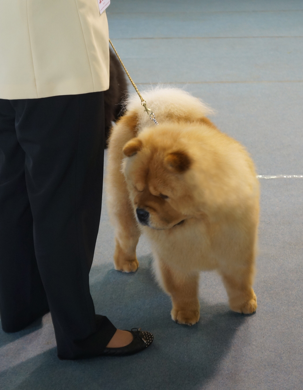 Champ.female (VG): CH Stagebo's Angel Of The Morning