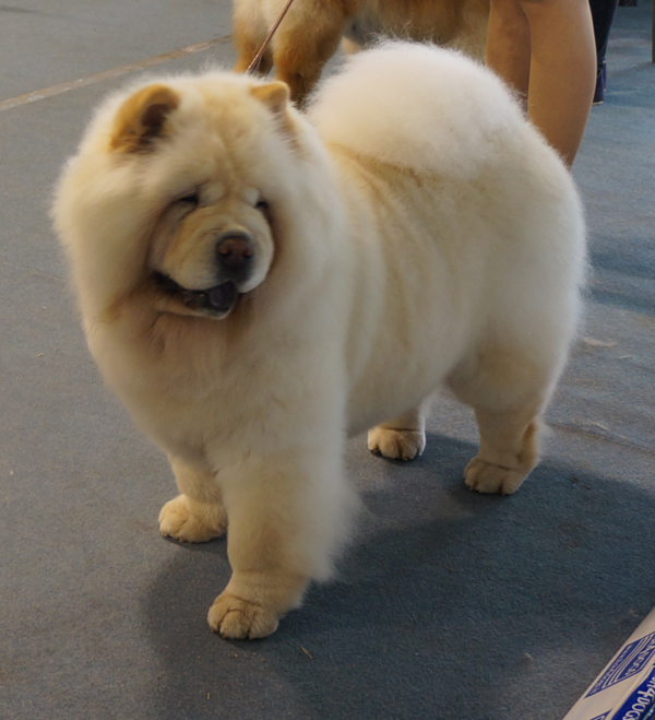 Champ.female 2: CH Orinell's Live Your Dream