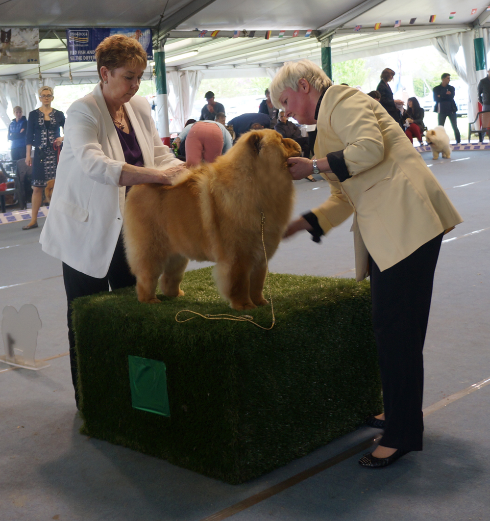 Champ.female: CH Stagebo's Angel Of The Morning