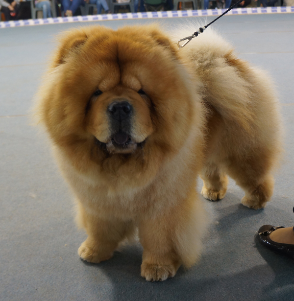 Intermed.male 4: Twilight dei Leoni Imperiali