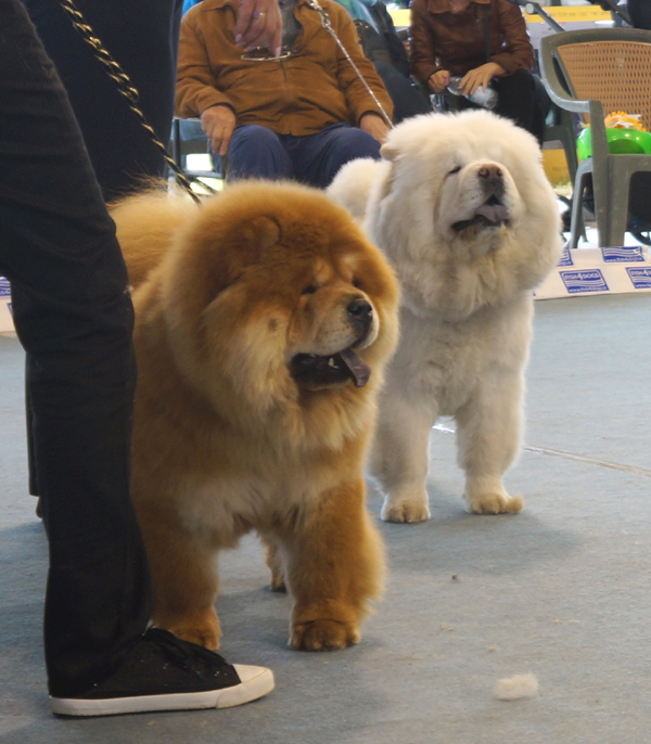 Intermedia female 1.Fruit Passion Dei Gigiatti 3.Kukolæka Kerri Mishki Toptishki