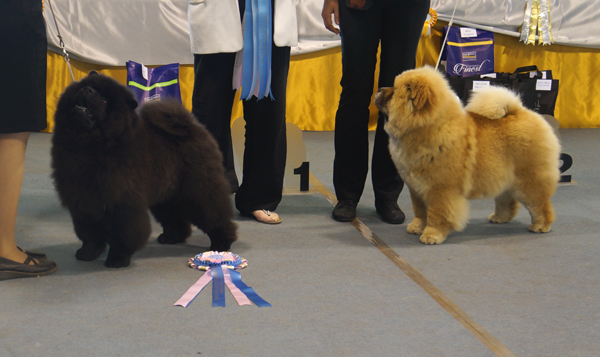 BIS puppy (left): Estee Lauder Djalo - BOS puppy: Bajadera For Shen Te Guards Of King