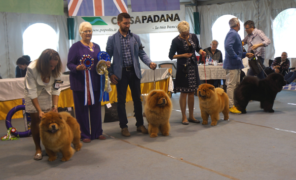 BIS+Cac: Snowlegend Loreen - BOS: CH Heart Mind Fire dei Leoni Imperiali - Res.Best female: CH Bon Triumph Tiffany - Res.Best male+Cac: Orpheus Black dei Leoni Imperiali