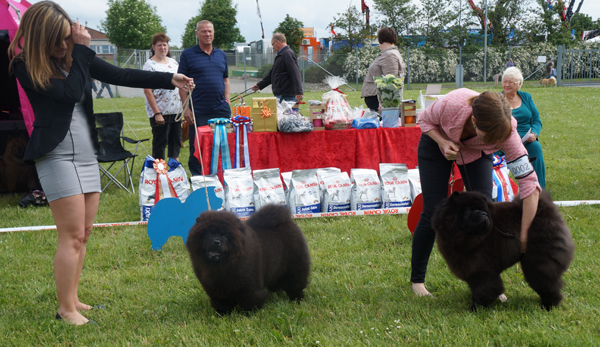 BOB puppy (right)-Estee Lauder Djalo BOS puppy Banvin Fun Zoey