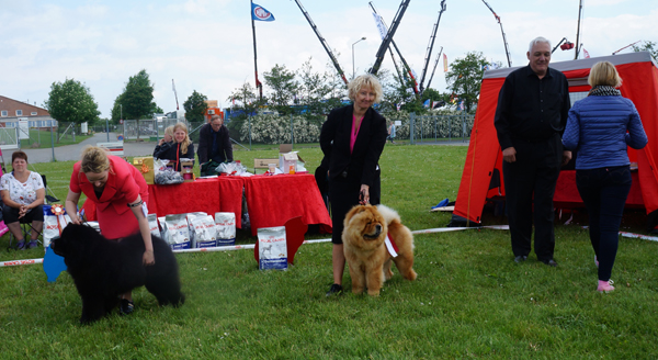 Best dog 1+BOB Piuk Chow Paradise A Place On Earth (right) Best dog 2 CH Bidachows Amazing Armani     dog 2
