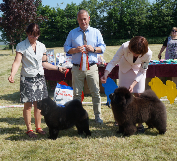 BOB puppy: Grazioso's Play Time Zu'tzungle BOS puppy: Estee Lauder Djalo