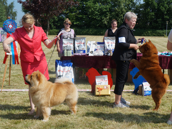 Open dog 1. Figo (BD3) 2. Incipit Unplugged