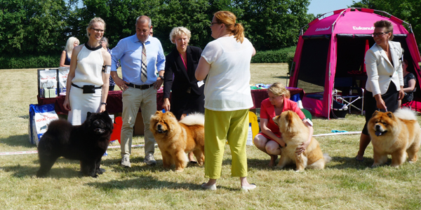 Best dog 1.CH Piuk Chow Possesses Black Passion 2.Piuk Chow Paradise A Place On Earth 3.Figo 4.CH Piuk Chow Plenty Of Summer Success