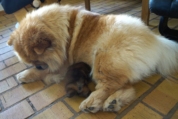 10 days old with the mother