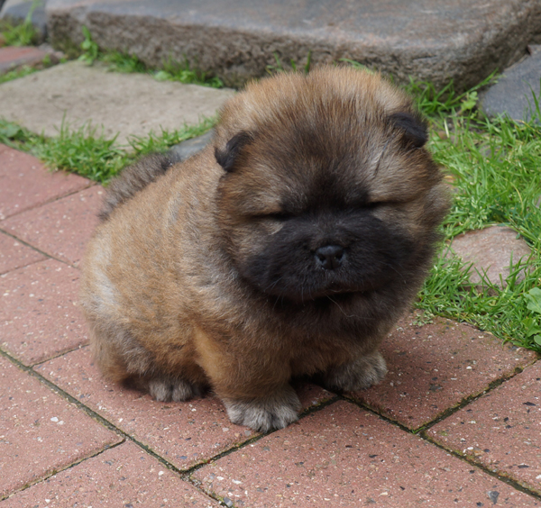 5 week