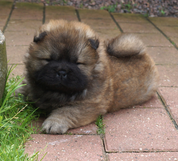 5 week