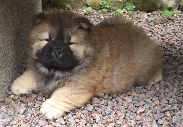 7 week
