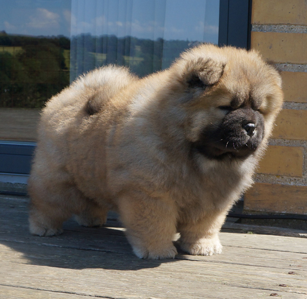 8 week