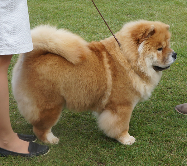 Best puppy: Piuk Chow Sweet Magic Of Phantasy