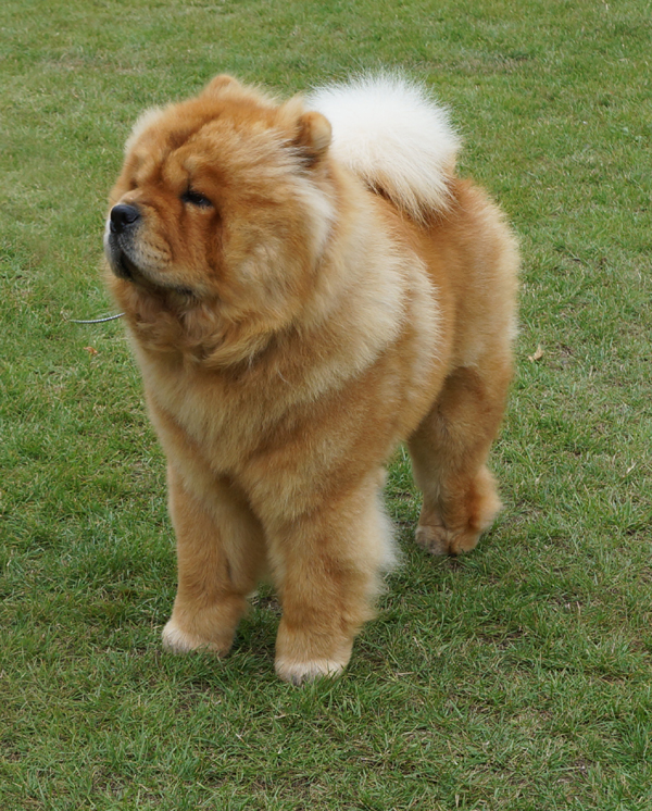 Intermed.dog:Piuk Chow Paradise A Place On Earth (BD4)