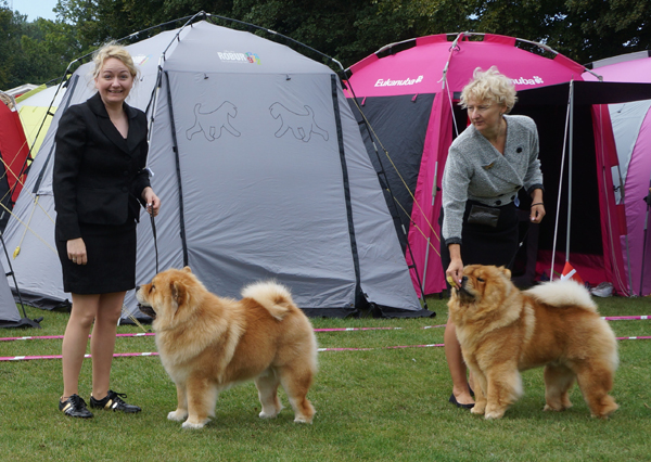 Best dog 3. Figo (Cert) 4. Piuk Chow Paradise A Place On Earth