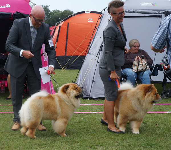 Best dog 1.CH Piuk Chow Pirates Boy Of Phantasy 2.CH Piuk Chow Plenty Of Summer Success