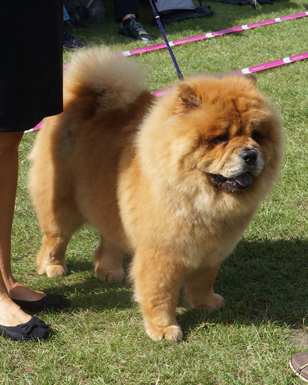 BOS CH Piuk Chow Sweet Queen Of Phantasy