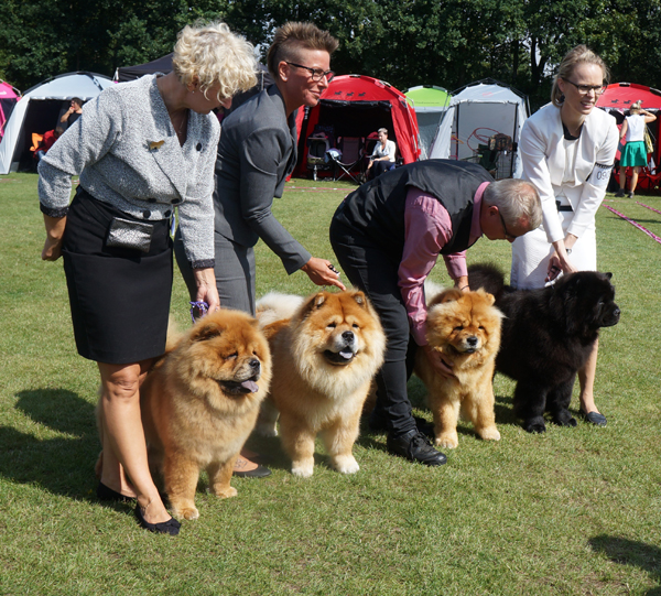Piuk Chow - Best breeders group 13.08+14.08