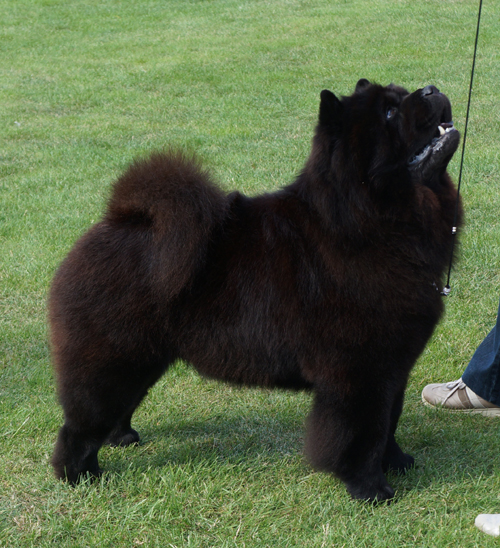CH Piuk Chow Possesses Black Passion (BOB)