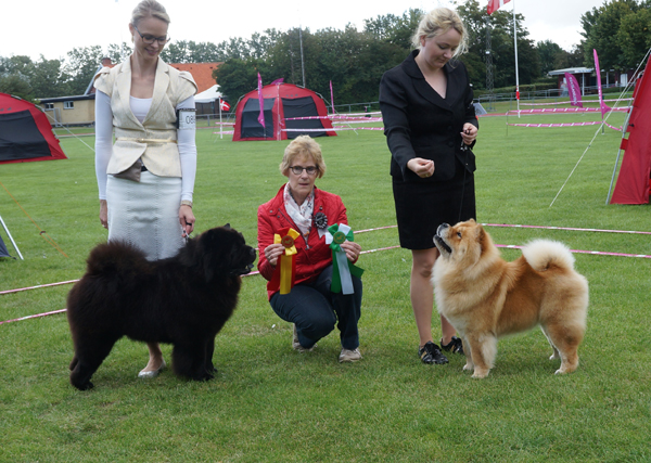 BOB (left): CH Piuk Chow Possesses Black Passion BOS: Freja
