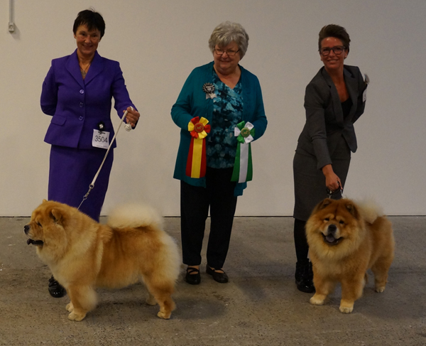 BOB+DKV16 CH Liusu Bei Bonchi (left)-BOS+DKV16 CH Piuk Chow Plenty Of Summer Success