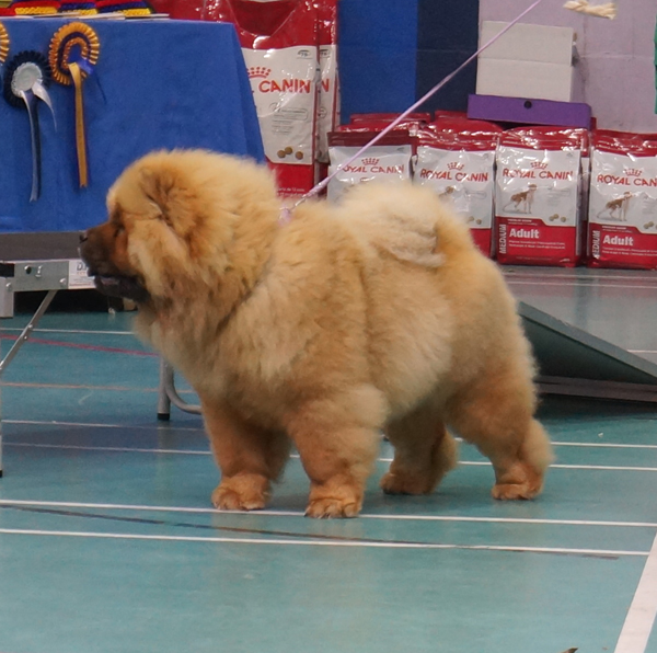 Best minor puppy dog Rendel Riff Raff At Kwaitang