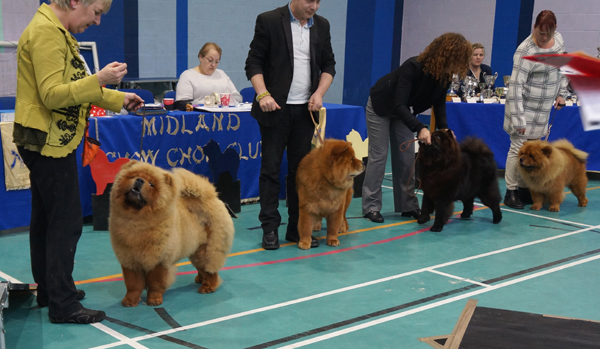 Junior dog 1.Miketilla Rosket Man 2.Flaming Knight Cunami 3.Guy Foofawkes For Rammanire 4. Janaja Bear Just For Me